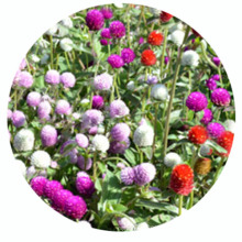 Top quality tropial garden plant mix color tall Globe Amaranth Flower Seeds